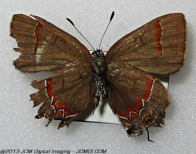 Unidentified Hairstreak (Georgia)